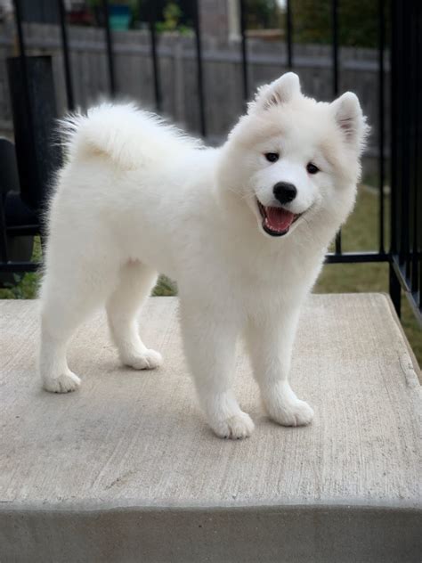 Fluffy Dogs - Top 8 Cutest Fluffy Dog Breeds - BSB