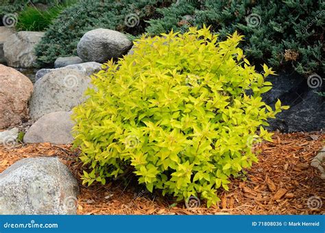 Gold Mound Spirea Landscaping Shrub Stock Photo - Image of landscaped ...