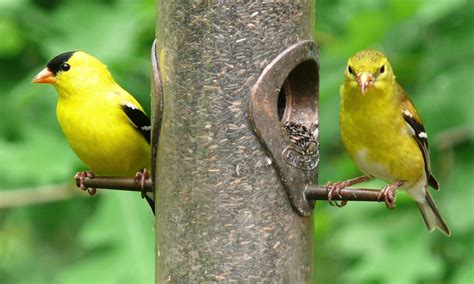 American Goldfinch – Carduelis tristis - Birds