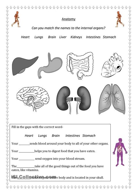 Elementary Human Body Worksheets