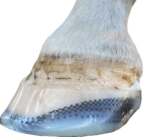 Laminitis In Horses - Non-Invasive, Supportive Treatment