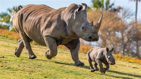 20+ Important Concept Baby Rhino Pictures