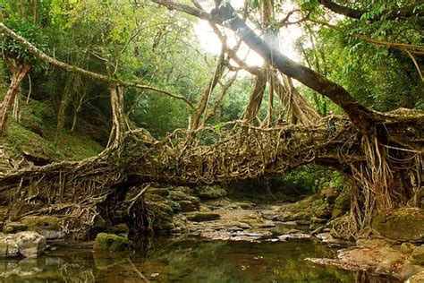 Living Root Bridges, Meghalaya - Your Personal Travel Guide (2024)