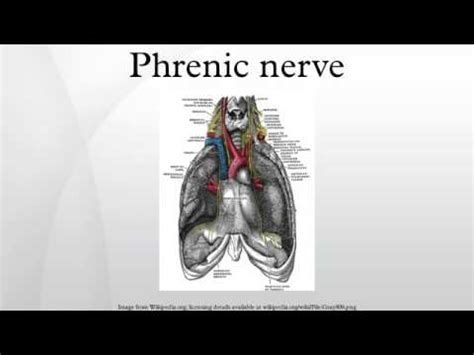 Phrenic Nerve Palsy