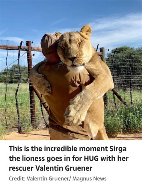 Lioness Goes In For A HUG With Her Human Best Friend ( Pics, Video ...