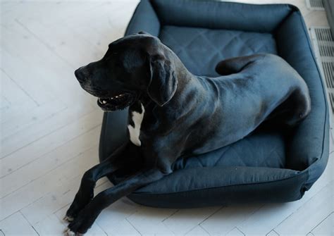 XXL Dog Bed Sofa for Big Dog Extra Strong Durable Nesting Pet - Etsy