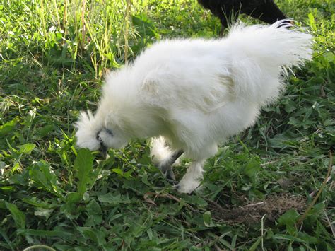 White Silkie Chicken | BackYard Chickens - Learn How to Raise Chickens