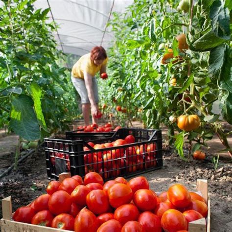 Guide to Different Types of Tomatoes (And How to Use Them)