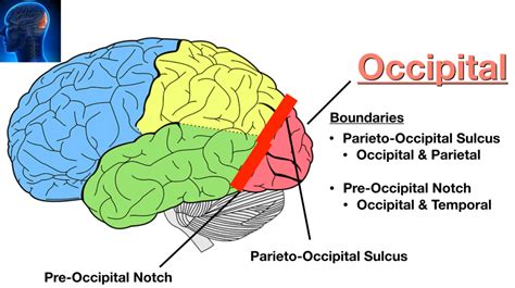 Image: The parieto-occipital sulcus separates the occipital lobe ...