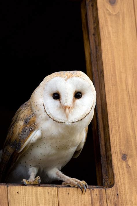 Barn Owl | Barn owl, Owl, Owl pictures