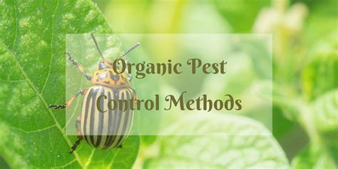 Organic Pest Control Method - Uyir Organic Farmers Market