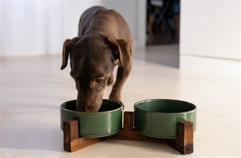 Best Canned Dog Food - Dogtime