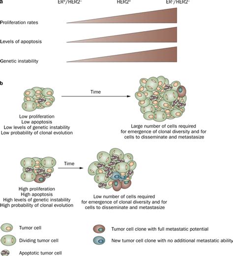 Stages Of Cancer Tumor Size