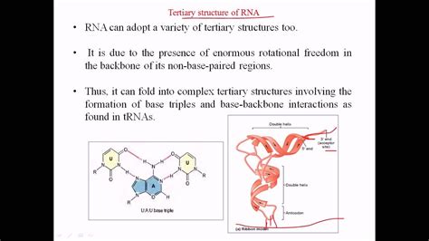 Tertiary Structure Of Rna