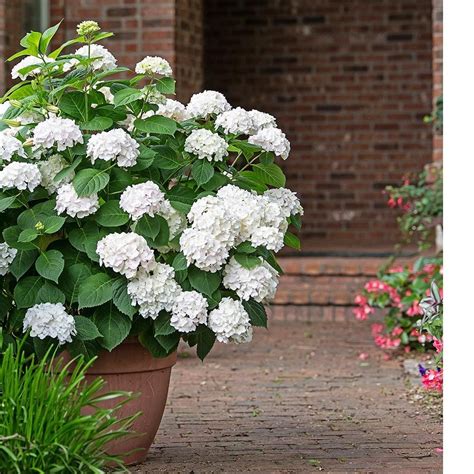 Hydrangea macrophylla Blushing Bride | White Flower Farm