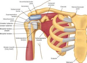 What is shoulder bursitis and what can I do about it? - Shoulder Pain ...