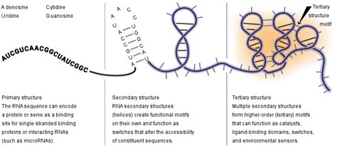 Tertiary Structure Of Rna