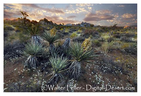 The vegetation of the Mojave and Colorado deserts: Mojave Desert Plants