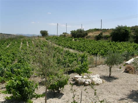 Wine Routes in Cyprus, wineries in paphos, wineries in limassol ...