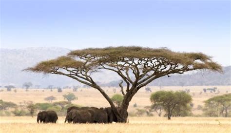 3 Days Serengeti National Park Safari | Tanzania wildlife safari