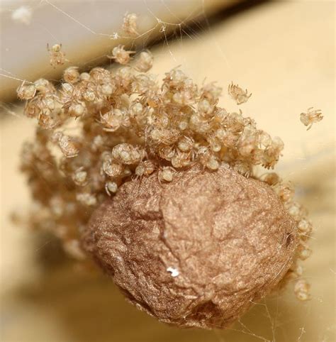 Common House Spider Egg Sac - Image credit : Richhoyer99 / May 29, 2010 ...