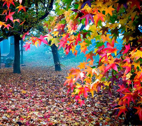 1080P free download | Autumn colors, colorful, nature, HD wallpaper ...