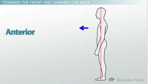 Anatomical Directional Terminology: Anterior, Posterior and More ...