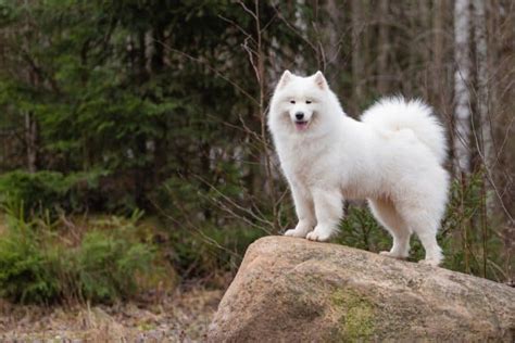 The Samoyed Chow Chow Mix: A Clash of Breeds - Happy Samoyed