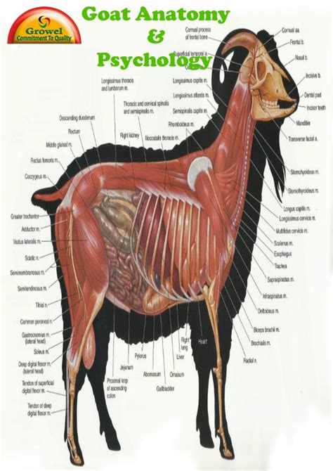 Goat Anatomy & Physiology