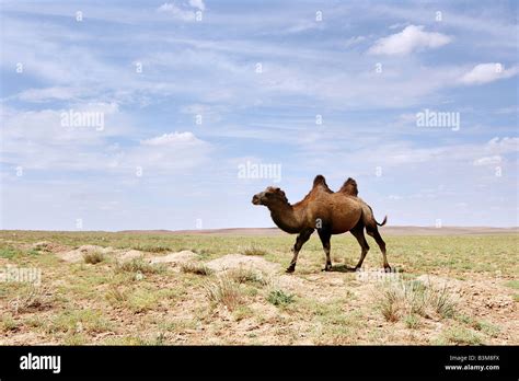 A Bactrian Camel in the Gobi desert of Mongolia Stock Photo - Alamy