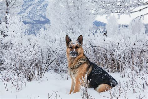 [100+] German Shepherd Dog Wallpapers | Wallpapers.com