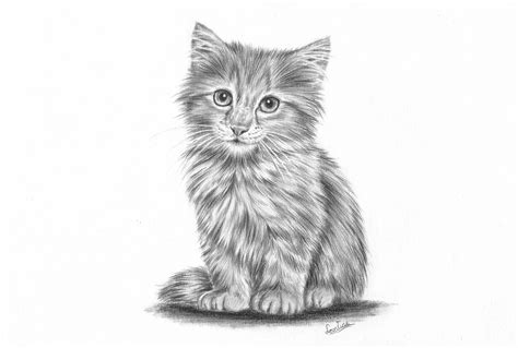 How to Draw a Cute Realistic Cat - Joseph Whatitat