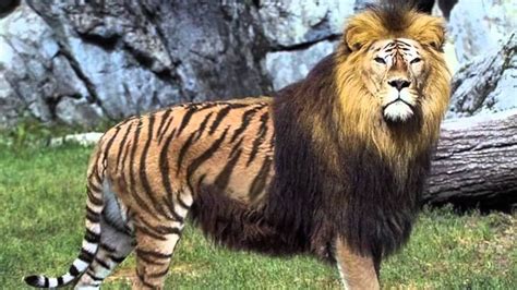 Lion + Tiger = Liger : HybridAnimals