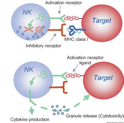 NK Cell - Stemcellforlife