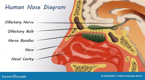 Simple Diagram Of The Nose