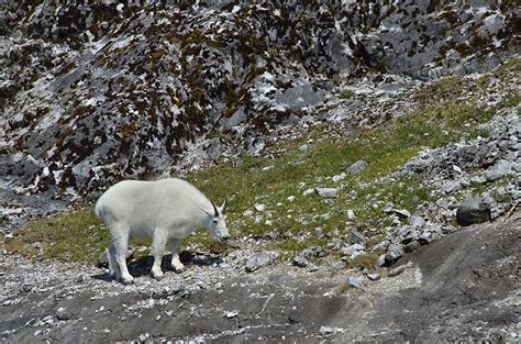 Wildlife of Glacier Bay | Journeys on a Trawler