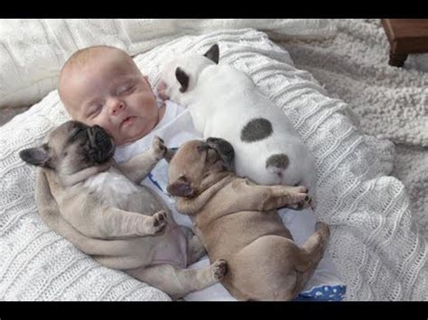 Compañerismo pacífico: escenas encantadoras de perros y bebés durmiendo ...