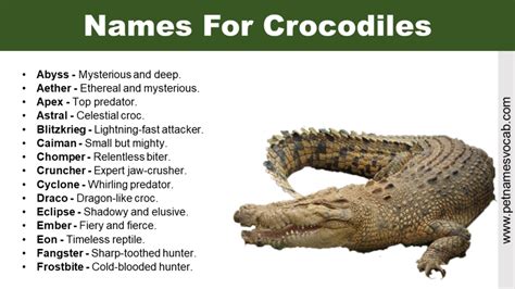 Best Crocodile Names for Your Pet - Pet Names Vocab