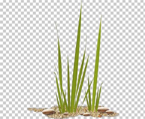 Sand Ammophila Arenaria Dune Flower PNG, Clipart, Ammophila, Ammophila ...