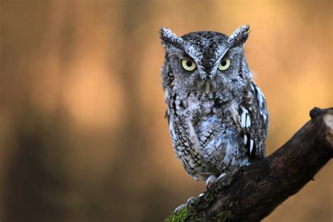 Eastern Screech Owl - Orange County Audubon Society