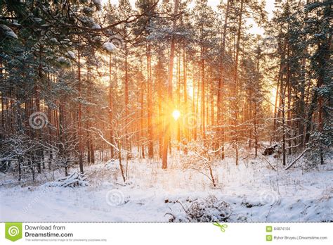 Sunset or Sunrise in Snowy Forest Landscape. Sun Sunshine with N Stock ...