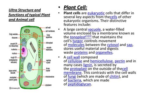 Plant Cell Functions Definitions