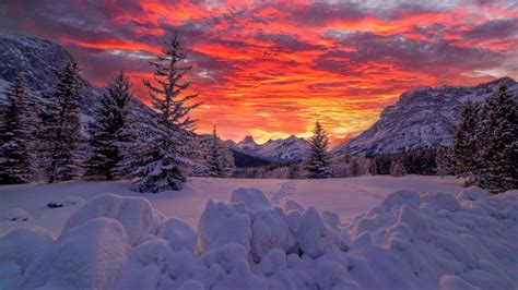 Alberta Canadian Fir Tree And Mountain With Snow During Sunset 4K HD ...