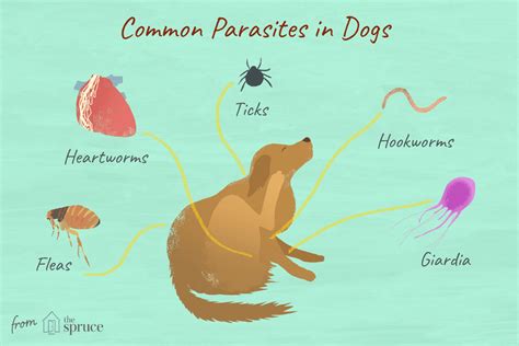 14 Worms, Mites, Ticks, and Other Canine Parasites