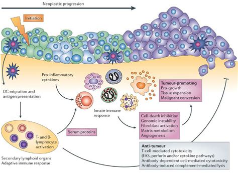 Tumor Immunology Pathway - Creative Diagnostics