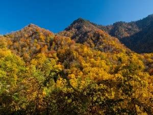 Late October Fall Foliage Report - Inside Pigeon Forge TN