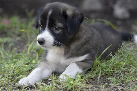 Puppies For Adoption In Garden Grove / Siberian Husky Puppies For Sale ...