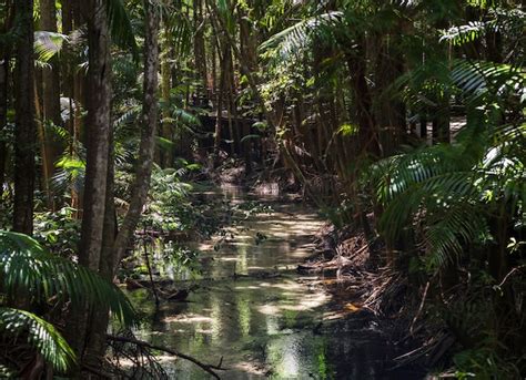 Free Photo | Fraser island rainforest