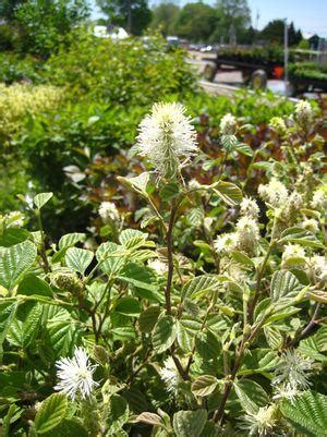 Large Fothergilla - Van Wilgen's Garden Center