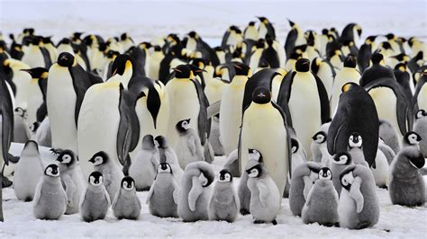 Emperor Penguin Habitat